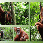 bukit lawang